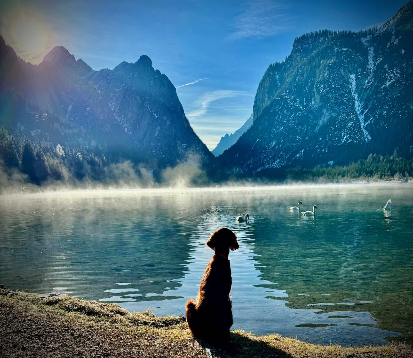 Irish Red Setter sitzt am Ufer eines nebligen Bergsees und beobachtet Schwäne, umgeben von majestätischen Alpen im Morgenlicht