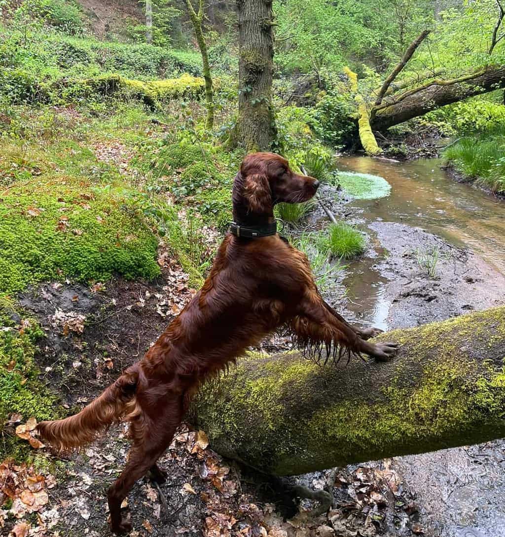 Irish Red Setter von Irish Windlooper's stützt sich neugierig auf einen bemoosten Baumstamm an einem Waldbach