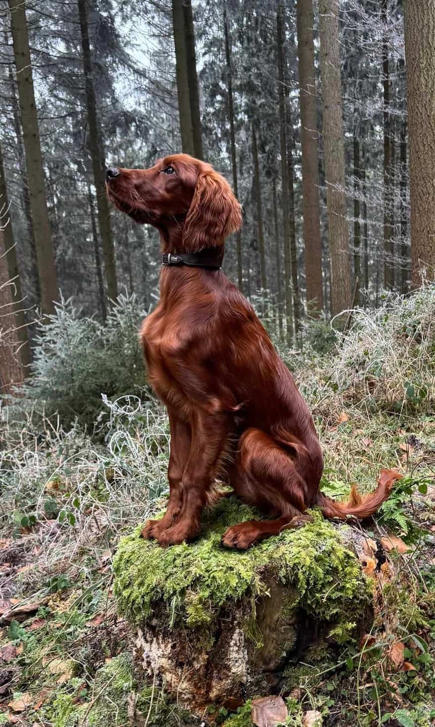 Irish Red Setter von Irish Windlooper's sitzt auf einem bemoosten Baumstumpf im frostigen Winterwald