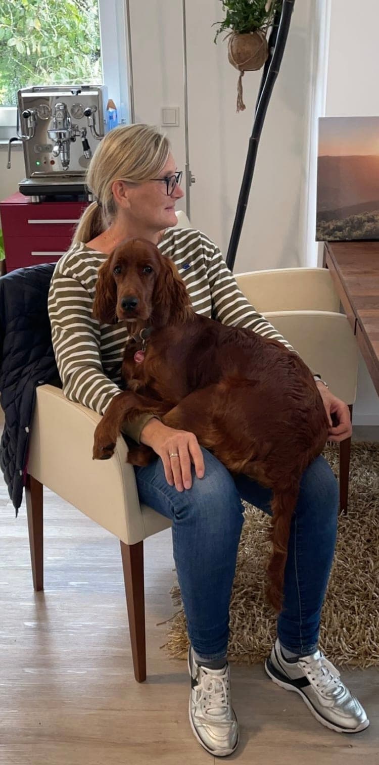 Irish Red Setter von Irish Windlooper's sitzt entspannt auf dem Schoß seiner Besitzerin im Wohnzimmer