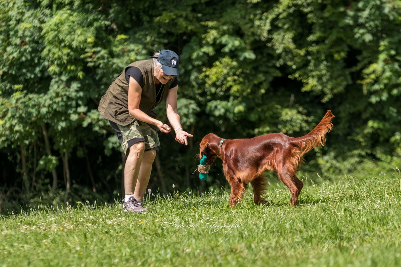 Irish Red Setter von Irish Windlooper's beim Dummytraining mit Apportierdummy auf der sommerlichen Wiese