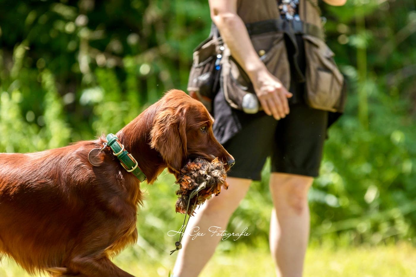 Irish Red Setter von Irish Windlooper's apportiert beim Dummytraining ein Federwild-Dummy