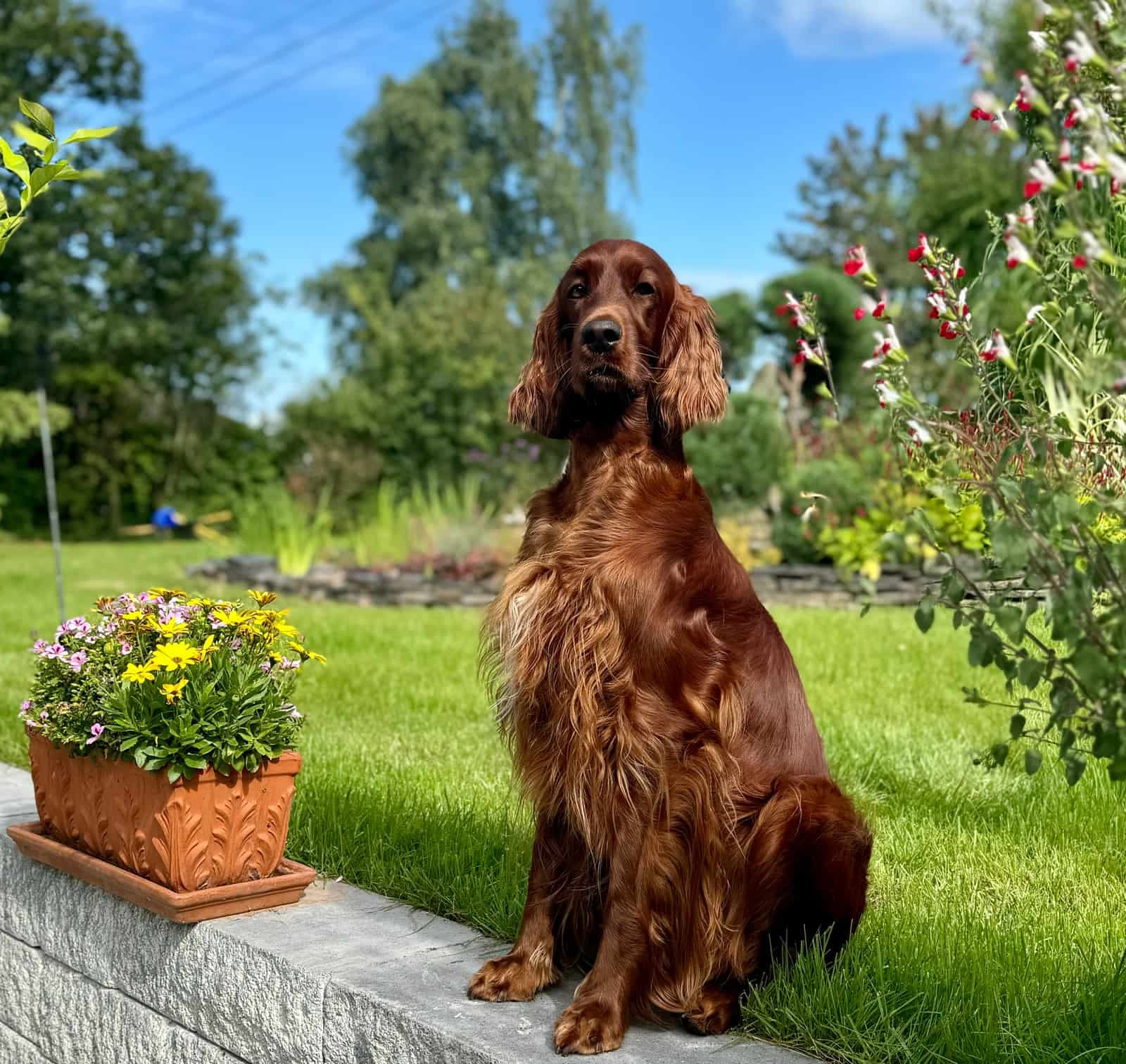 Irish Red Setter Ella von Irish Windlooper's sitzt im sonnigen Garten neben blühenden Blumentöpfen