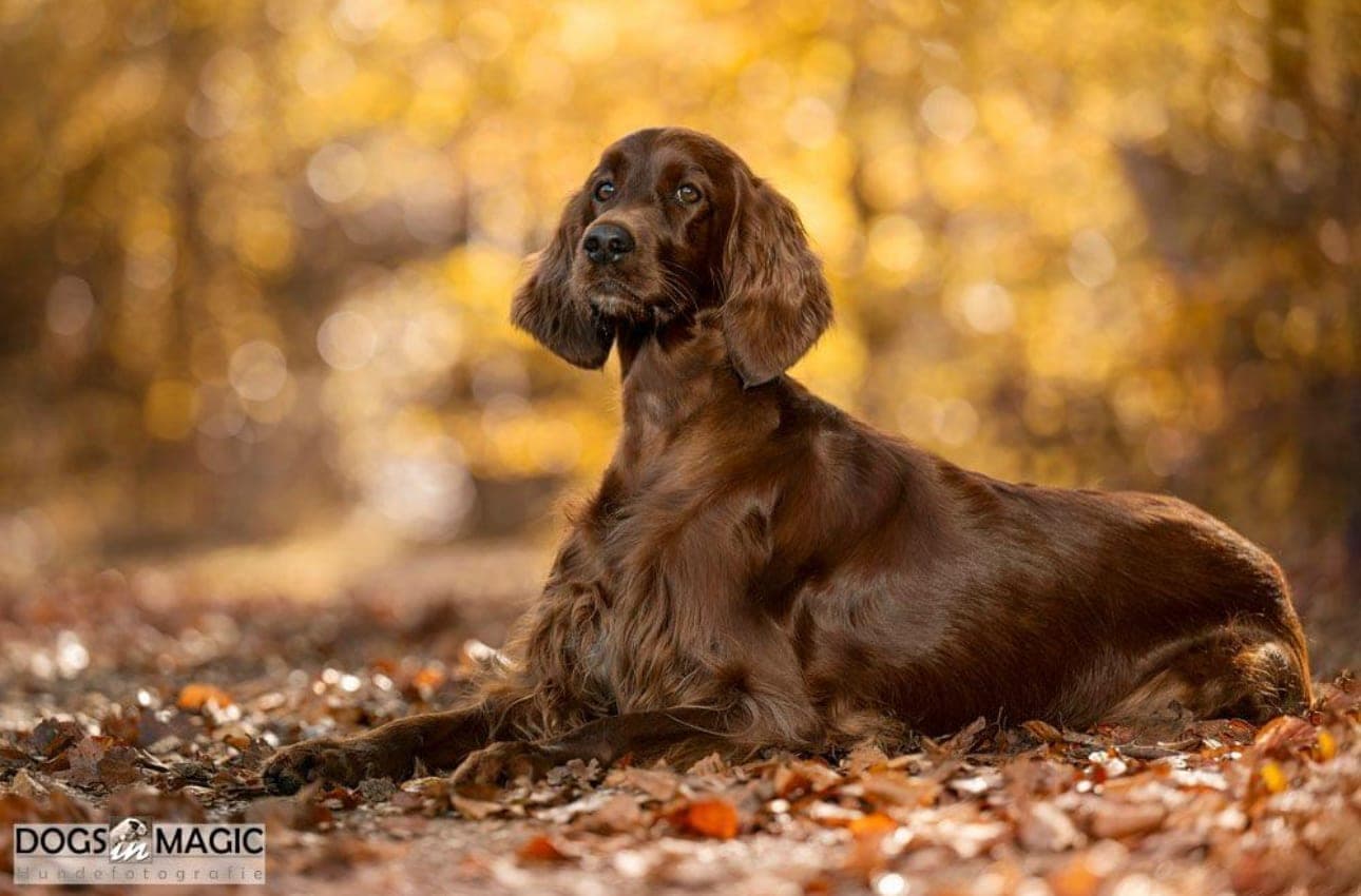 Irish Red Setter Ella von Irish Windlooper's liegt elegant im goldenen Herbstlaub