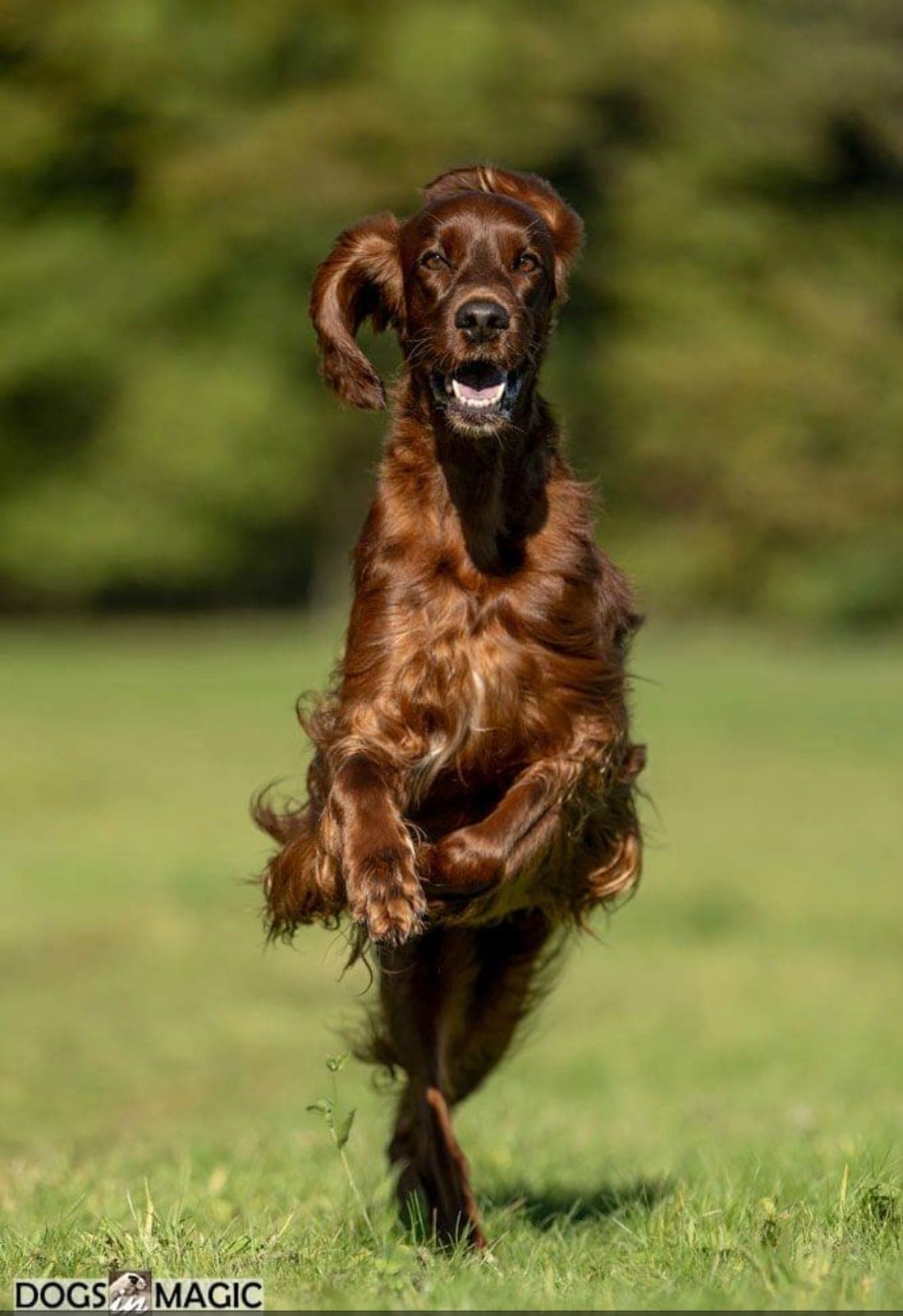 Irish Red Setter Ella von Irish Windlooper's rennt freudig über eine grüne Sommerwiese