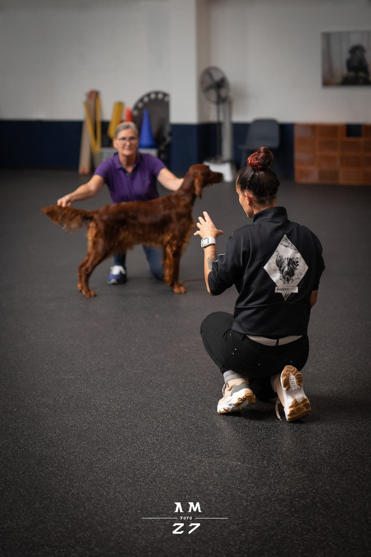 Irish Red Setter Ella von Irish Windlooper's beim Ringtraining – Präsentation im Ausstellungsstand mit Handzeichen der Trainerin