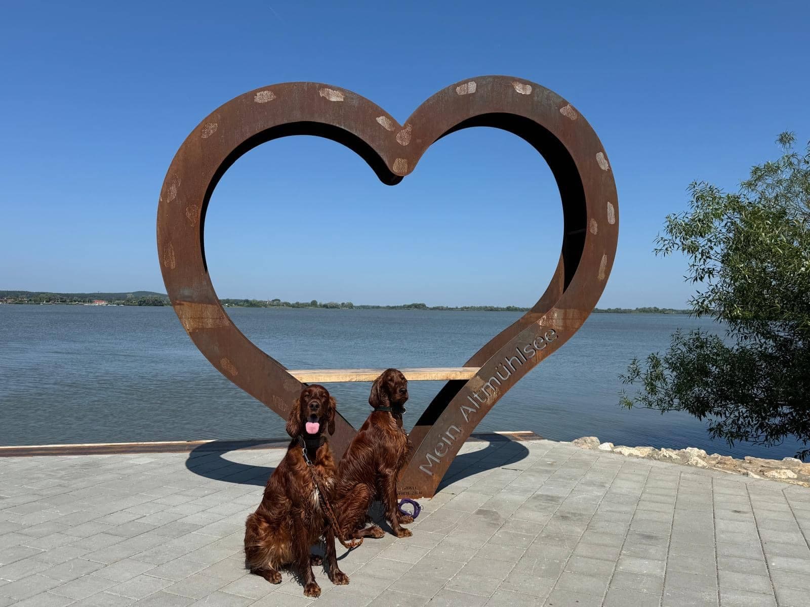 Die Irish Red Setter Ella und Malou von Irish Windlooper's sitzen vor einem Herzrahmen am Altmühlsee