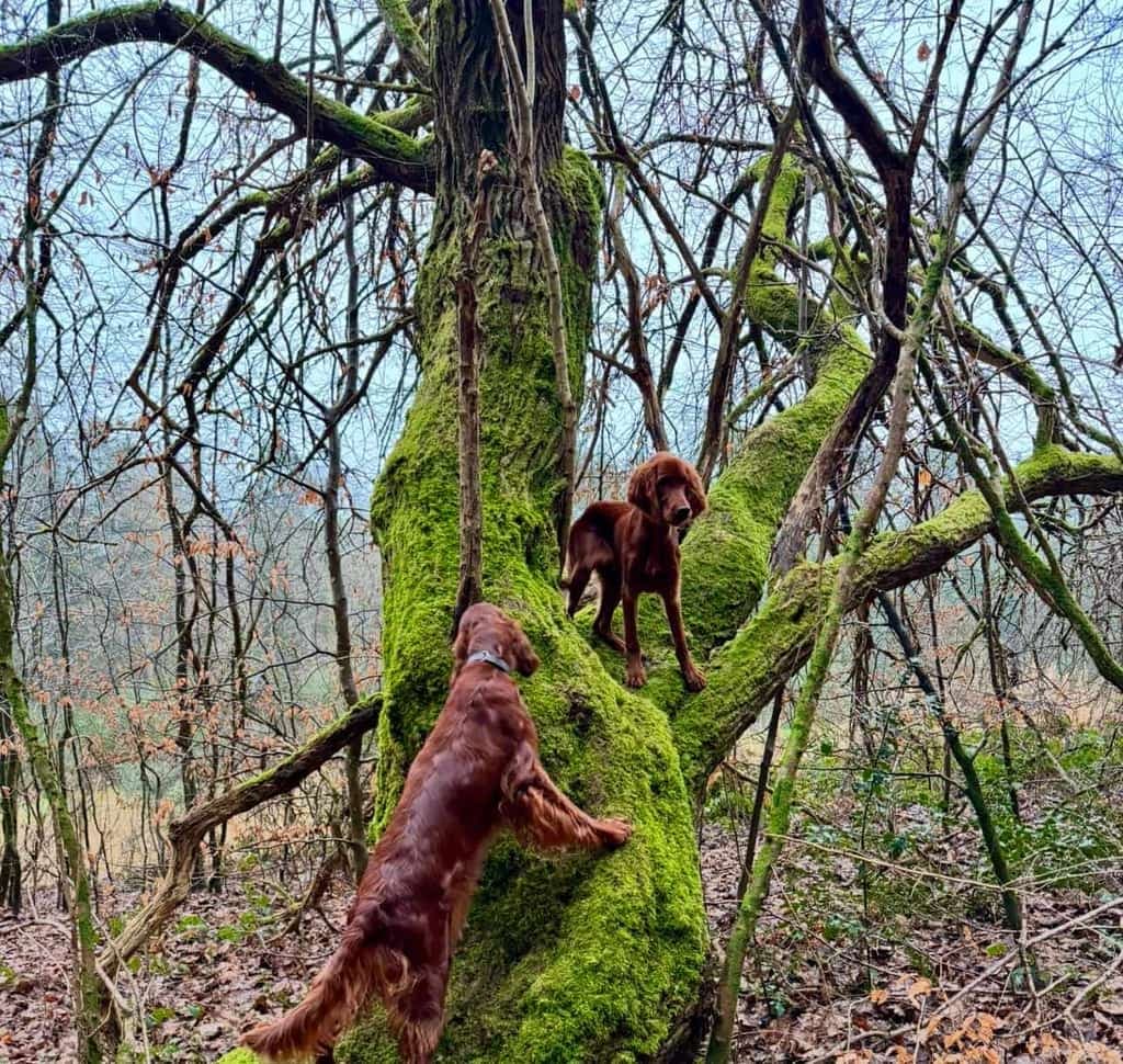 Die Irish Red Setter Ella und Malou von Irish Windlooper's an einem moosbewachsenen Baum
