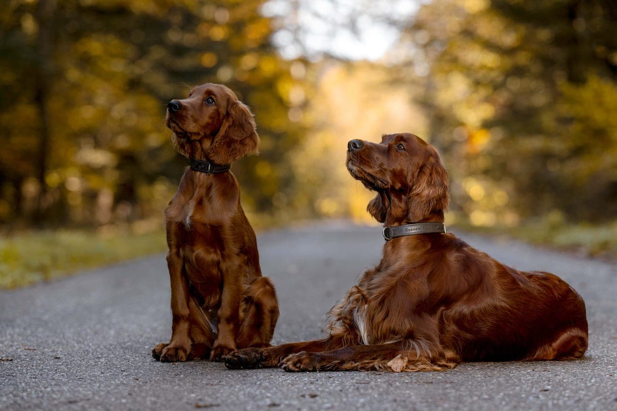 Die Irish Red Setter Ella und Malou von Irish Windlooper's sitzen und liegen auf einem herbstlichen Waldweg