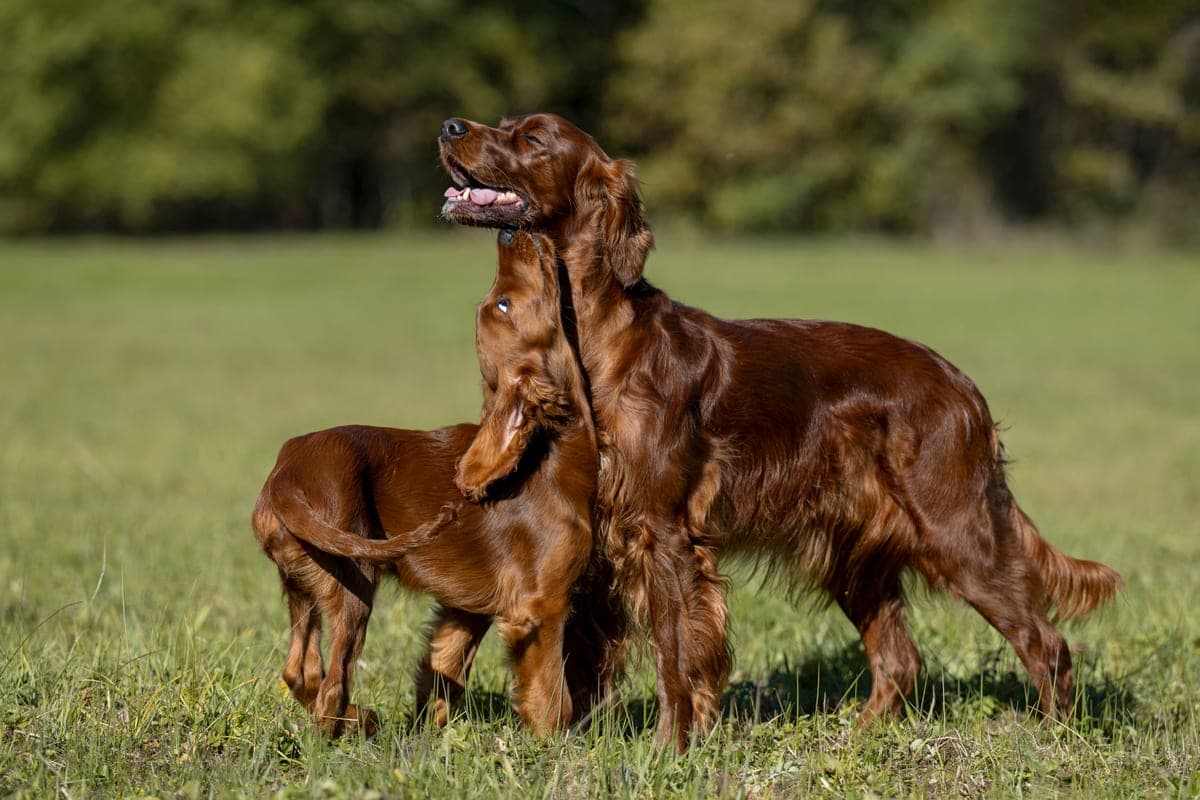 Die Irish Red Setter Ella und Malou von Irish Windlooper's schmiegen sich auf einer sonnigen Wiese aneinander