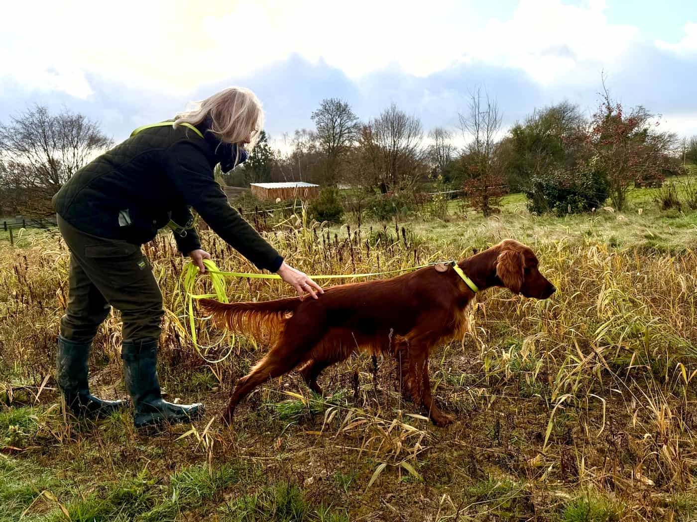 Irish Red Setter von Irish Windlooper's beim Feldtraining an der gelben Schleppleine im winterlichen Gelände