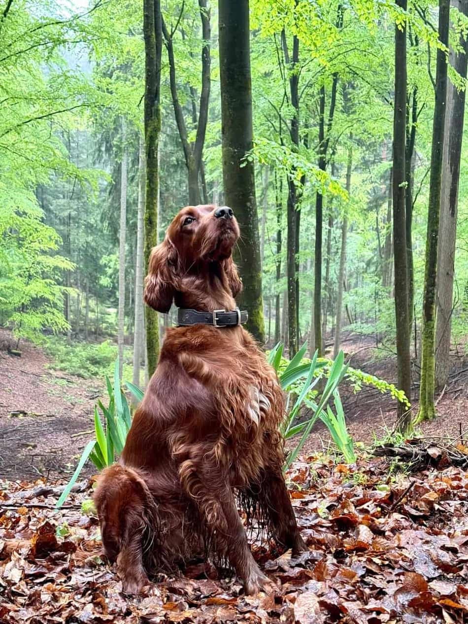 Irish Red Setter von Irish Windlooper's sitzt aufmerksam im grünen Frühlingswald und blickt nach oben