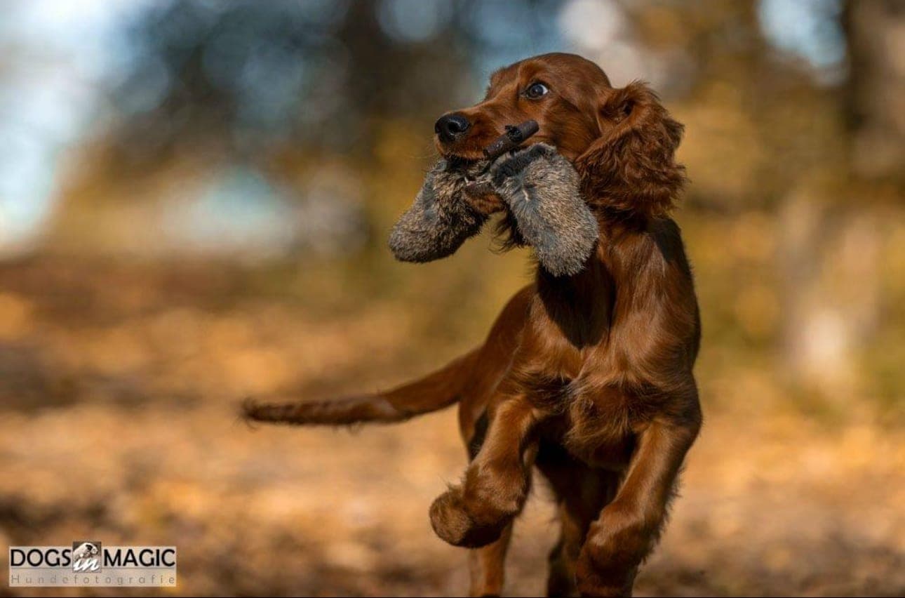 Irish Red Setter Malou von Irish Windlooper's apportiert freudig ein Fell-Dummy im herbstlichen Wald