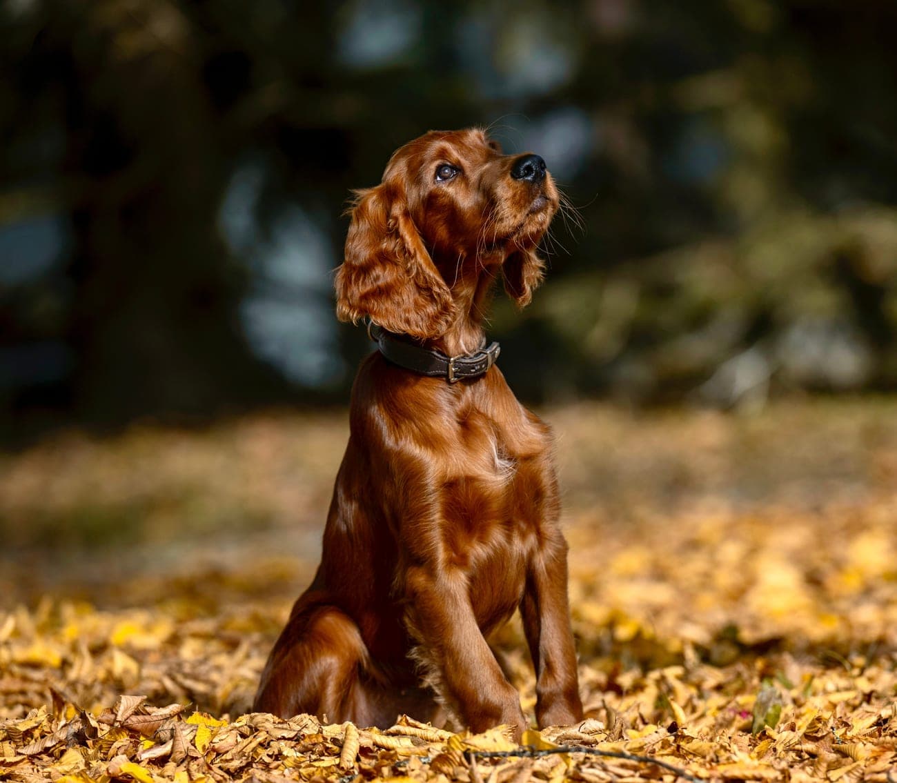 Irish Red Setter Malou von Irish Windlooper's sitzt aufmerksam im gelben Herbstlaub