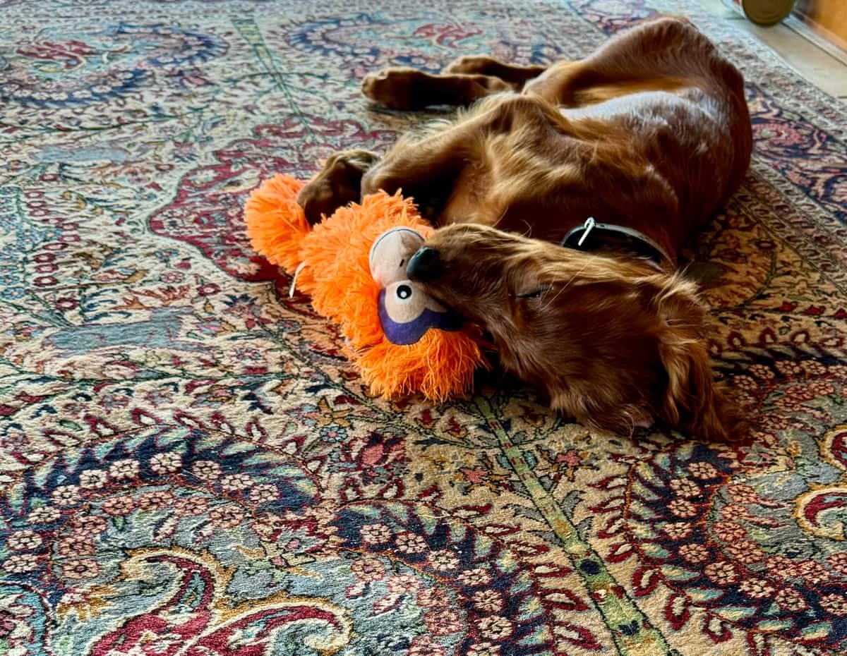 Irish Red Setter Malou von Irish Windlooper's spielt entspannt mit ihrem orangefarbenen Plüschtier auf einem Teppich