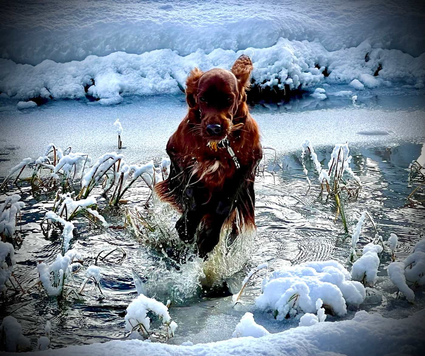 Irish Red Setter Malou von Irish Windlooper's rennt energiegeladen durch eisiges Schneewasser im Winter