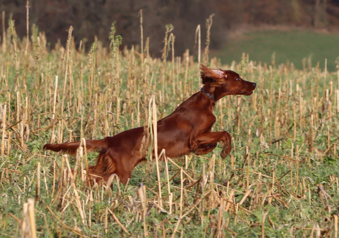 Irish Red Setter Malou von Irish Windlooper's springt in vollem Lauf durch ein Stoppelfeld bei der Suche