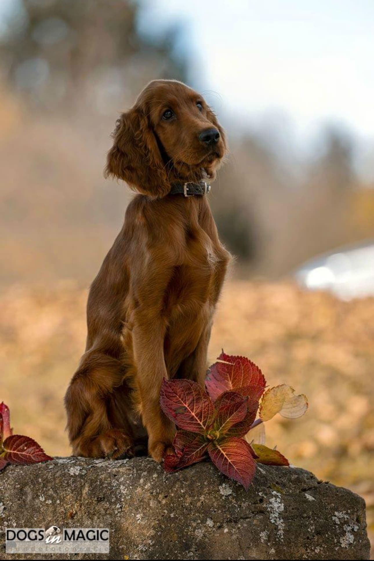 Irish Red Setter Welpe Malou von Irish Windlooper's sitzt elegant auf einem Stein mit roten Herbstblättern