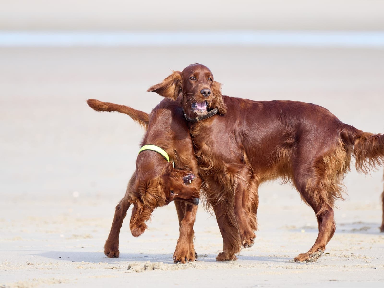 Zwei Irish Red Setter von Irish Windlooper's spielen ausgelassen am Sandstrand