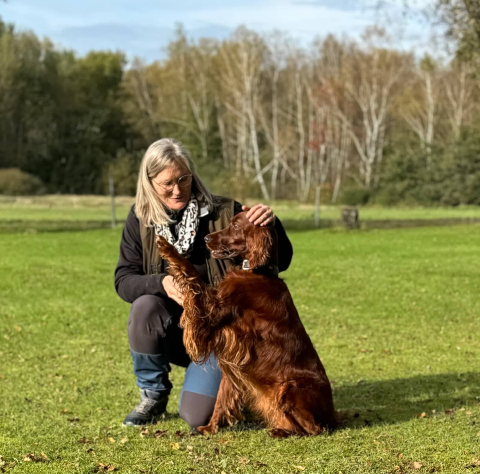 Irish Red Setter von Irish Windlooper's beim Training auf einer weiten Wiese