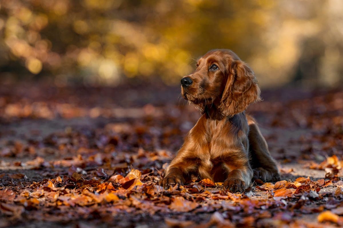 Irish Red Setter Welpe Malou von Irish Windlooper's liegt im goldenen Herbstlaub