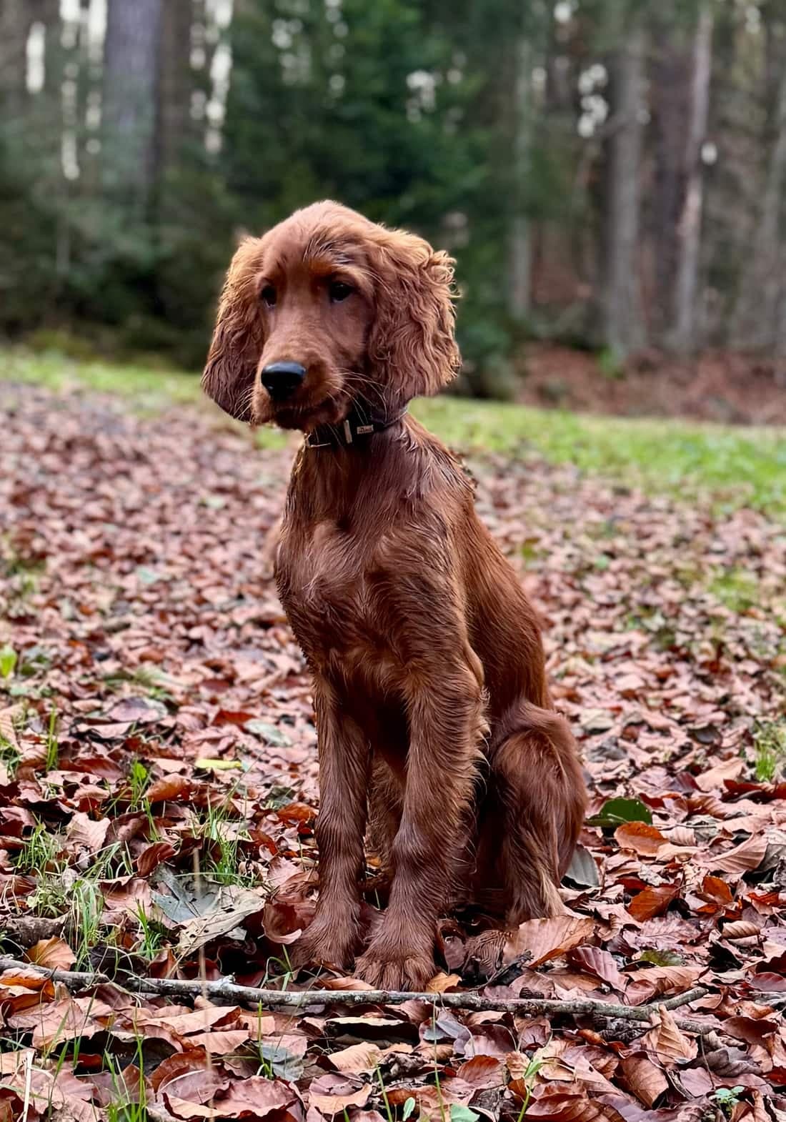 Junger Irish Red Setter Welpe Malou von Irish Windlooper's sitzt im herbstlichen Wald