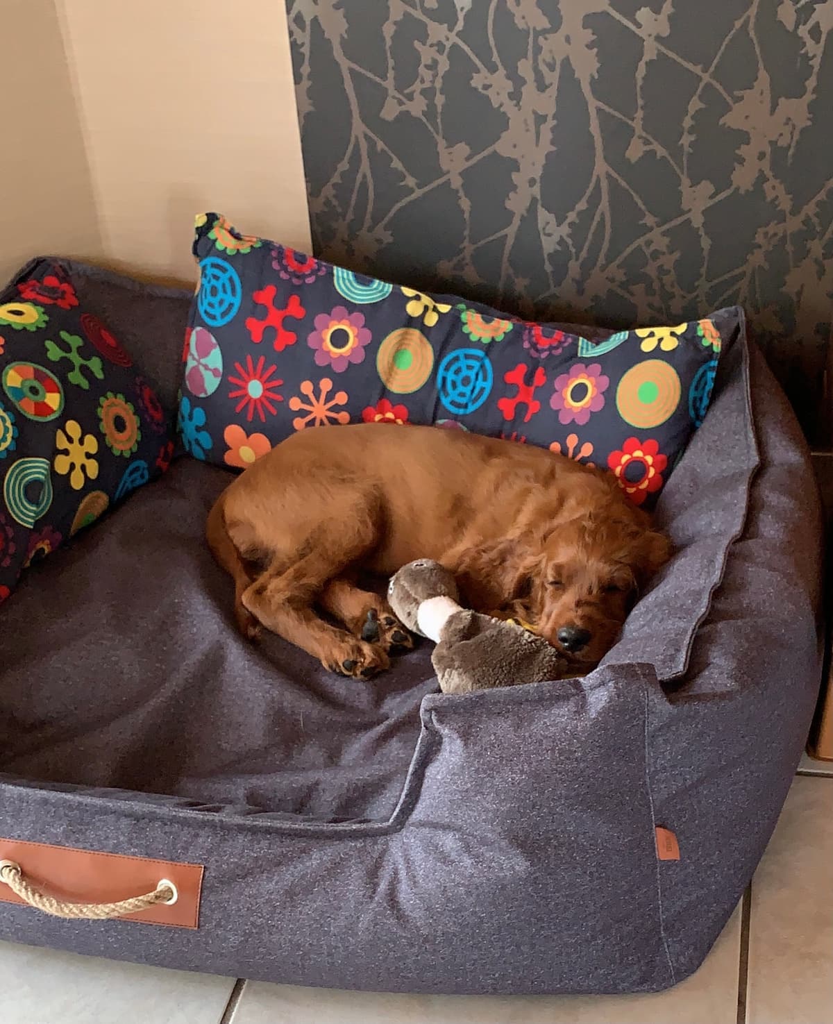 Irish Red Setter Welpe von Irish Windlooper's schläft eingekuschelt mit Plüschtier im Hundekörbchen