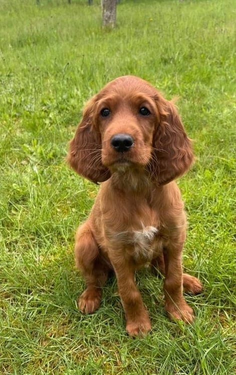 Irish Red Setter Welpe von Irish Windlooper's sitzt aufmerksam auf einer grünen Wiese