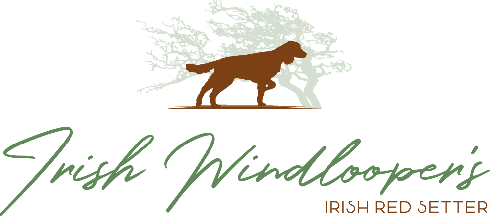 Logo der Zuchtstätte Irish Windlooper's mit Irish Red Setter vor einem windgeformten Baum