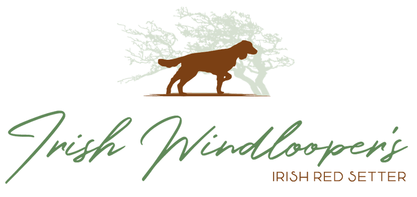 Irish Windlooper's - Irish Red Setter