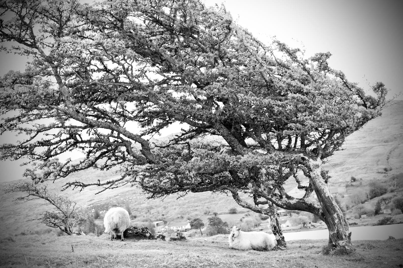Vom Wind geformter Windflüchter-Baum mit zwei Schafen an einem irischen See in Schwarz-Weiß